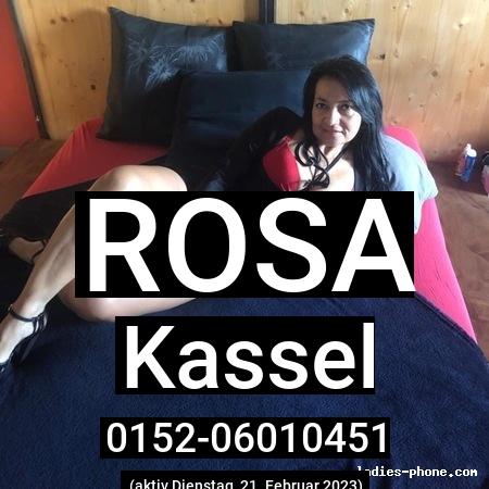 Rosa aus Kassel