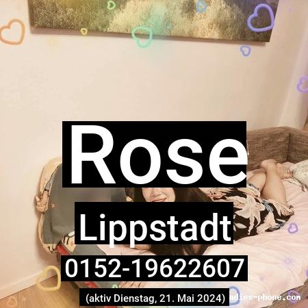 Rose aus Lippstadt